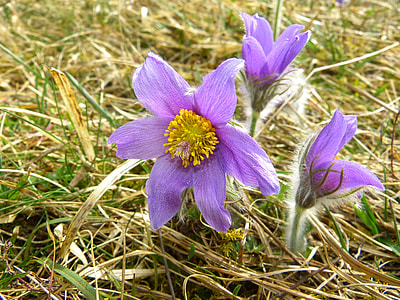 Pasque Flower, Common Pasque Flower thumbnail