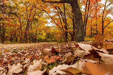 selective focus photography of maple trees thumbnail