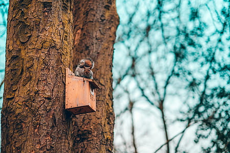 brown wooden nest box thumbnail