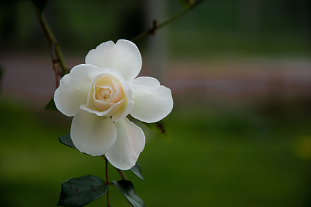 white flower photo during daytime thumbnail