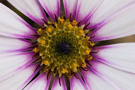 macro photography of purple daisy flower in bloom thumbnail