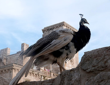 white and black peacock on gray concrete surface under white clouds thumbnail