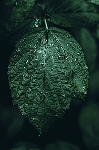 closeup photography of green leaf plant thumbnail