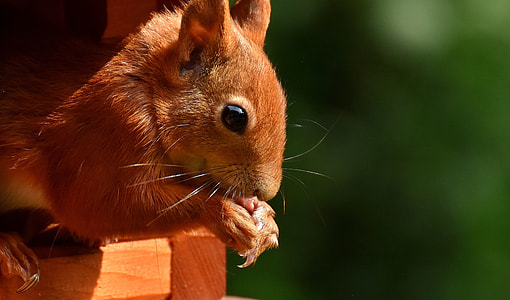 photo of brown squirrel thumbnail