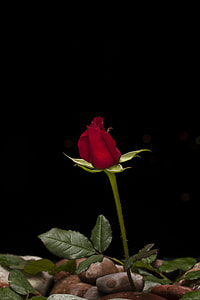 red rose thumbnail