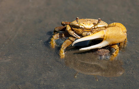 brown crabs thumbnail