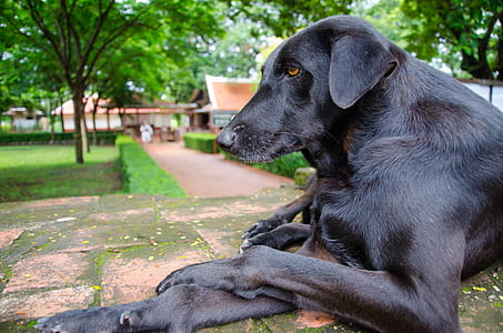 Black dog in repose thumbnail