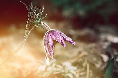 purple pasqueflower in selective focus photography thumbnail