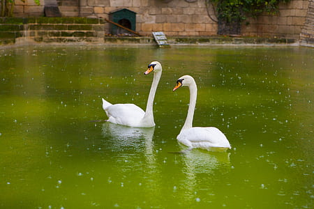 two white swans on lake taken at daytime thumbnail