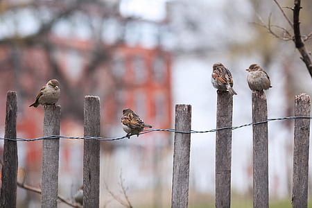 flock of house sparrows perched on brown wooden fence thumbnail