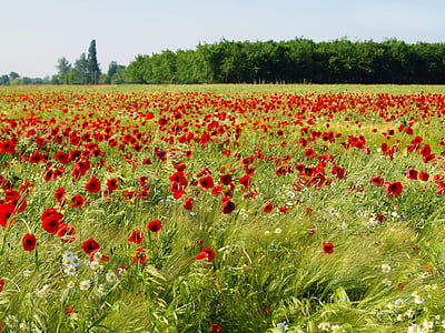 red flower on green grass field during daytime thumbnail