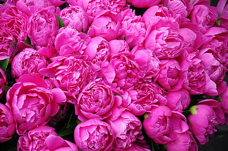 pink rose bouquet thumbnail