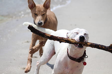 two short-coated white and brown dog running on seashore during daytime close-up photo thumbnail