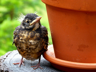 selective focus photography of black and brown bird beside flowerpot thumbnail