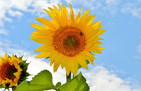common sunflower thumbnail