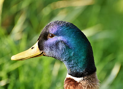 selective focus photo of mallard duck thumbnail