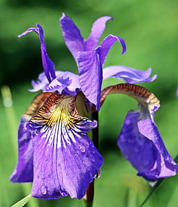 closeup photography of purple Iris flower thumbnail