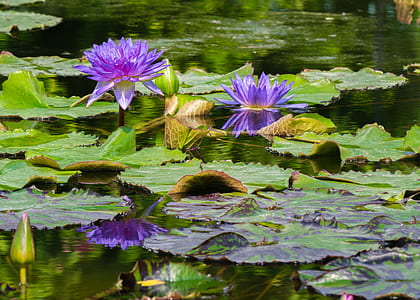 purple flowers and green lily pods on body of water thumbnail
