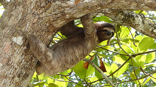 sloth on tree thumbnail