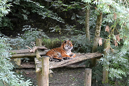 Brown and Black Tiger Sitting on Brown Wooden Table during Daytime thumbnail