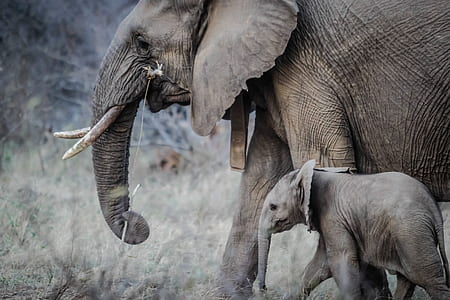 baby elephant and elephant thumbnail