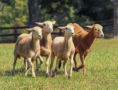 selective focus photography of herd of brown lambs thumbnail