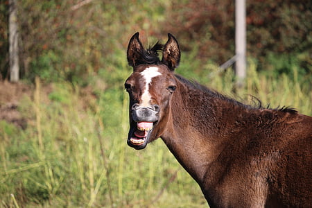brown and white horse thumbnail