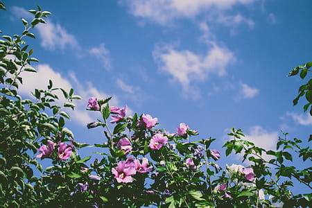 Pink Flowers thumbnail