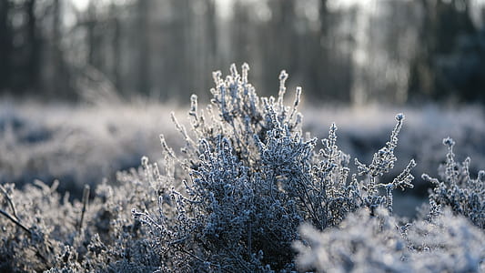 selective focus photo of plants thumbnail