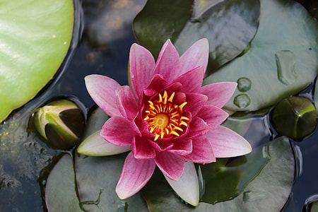 selective focus photography of pink water lily flower on body of water thumbnail
