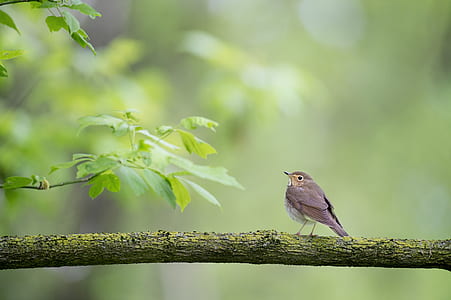 wildlife photography of brown bird on branch thumbnail