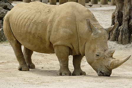 brown rhinoceros on ground during daytime thumbnail