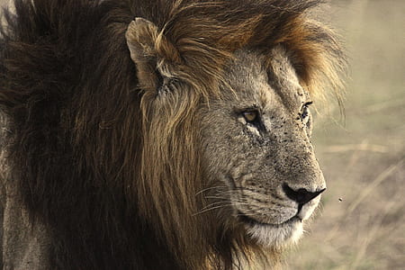 close-up photography of brown lion thumbnail