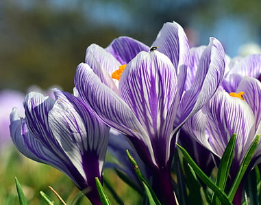 purple flowers during daytime thumbnail