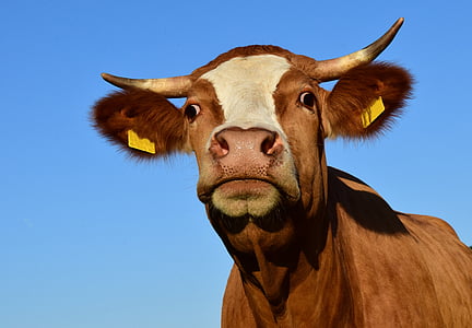brown cow under blue sky thumbnail