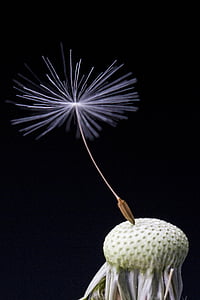 shallow focus photography of dandelion thumbnail