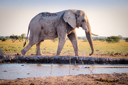 grey elephant walking near body of water thumbnail