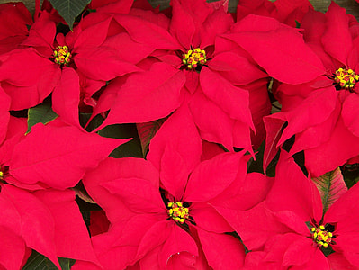 red poinsettia flower thumbnail