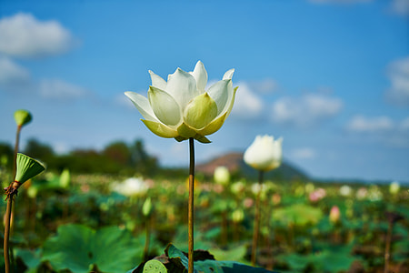 selective focus photography of white and green petaled flower thumbnail