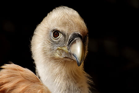 closeup photo of tan chick thumbnail