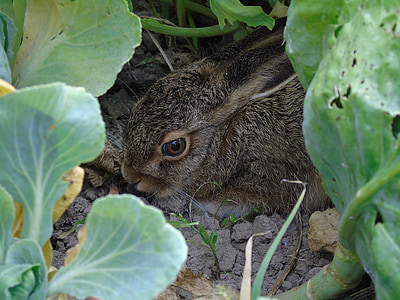 brown rabbit thumbnail