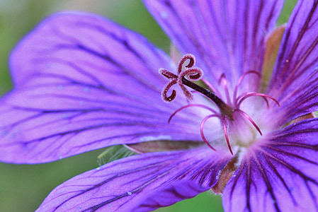 macro shot photography of purple flower thumbnail