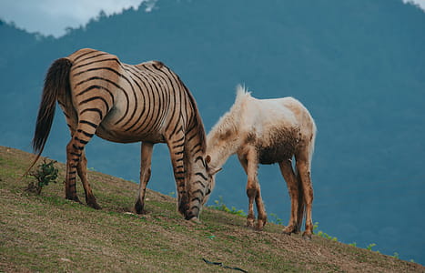 Brown and Black Zebra Beside White Horse thumbnail