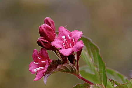 selective focus photography of pint petaled flower thumbnail