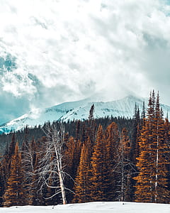 pine trees under white sky thumbnail