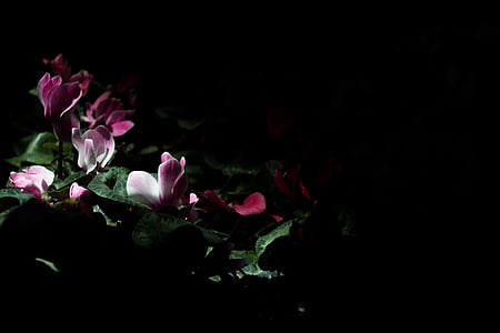 purple petaled flower thumbnail