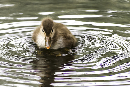yellow and white duck on water thumbnail
