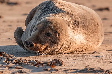 brown seal laying on ground thumbnail