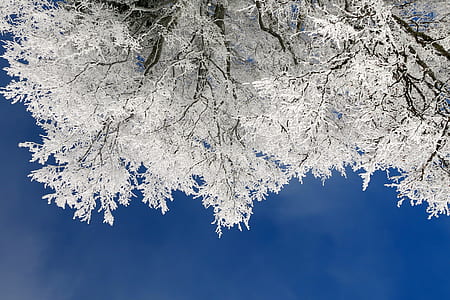 photo of white flowering trees thumbnail