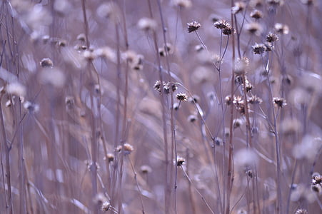 white dandelion flowers thumbnail